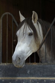 Espagne, Andalousie, province de Séville, Utrera, le haras Ayala (Yeguada Ayala), Pure race espagnole ou PRE (Pura Raza Espanola)