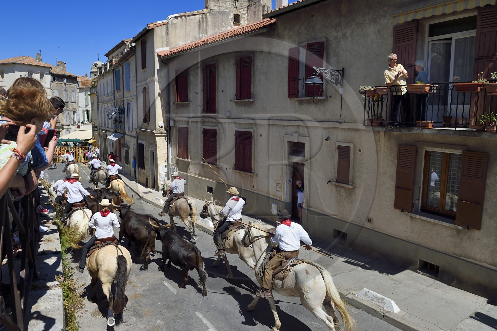 France, Bouches-du-Rhône (13), Arles, la Cocarde d'Or, arrivée dans les arènes des taureaux en provenance des prés accompagnés à cheval par les gardians de la manade Jacques Mailhan, l'abrivado précède la course camarguaise France, Bouches-du-Rhône (13), Arles, la Cocarde d'Or, arrivée dans les arènes des taureaux en provenance des prés accompagnés à cheval par les gardians de la manade Jacques Mailhan, l'abrivado précède la course camarguaise