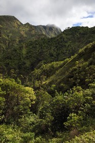 Caribbean, Dominica Island, Castle Bruce, Morne Trois Pitons National Park listed as World heritage by UNESCO, along the trail leading through the rainforest to the Desolation Valley and then to Boiling Lake