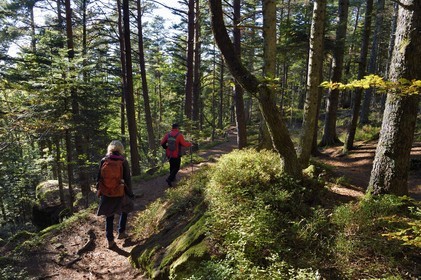 France, Bas Rhin, Mont Saint Odile, hike along the Pagan Wall, vestige of a wall probably from the Merovingian period with a total length of eleven kilometers