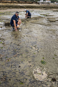 France, Vendée (85), Talmont-Saint-Hilaire, la Pointe du Payré, estran du site du Veillon à marée basse, Didier Neault à gauche et Jack Guichard à droite marquent à la craie les traces fossiles tridactyles de dinosaures bipèdes datées d'environ 200 millions d’années