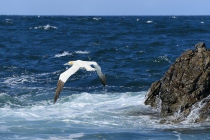 France, Cotes-d'Armor, Perros-Guirec, Sept-Iles Archipelago and bird sanctuary, Rouzic island, northern gannets colony (Morus bassanus)