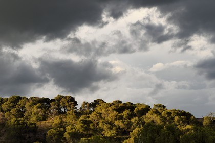 France, Bouches-du-Rhône (13), Pays d'Aix en Provence, vers le Tholonet, pinède au pied de la Montagne Sainte Victoire, route Cézanne