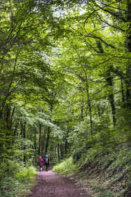 France, Bas-Rhin, Parc regional des Vosges du nord (Northern Vosges Regional Natural Park), La Petite Pierre, path in the forest at the foot of the castle of Lutzelstein