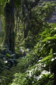 Caraïbes, Ile de la Dominique, randonneurs sur le segment 13 du Waitukubuli National Trail dans le nord de l'île entre Pennville et Capuchin au lieu dit Grand Fond