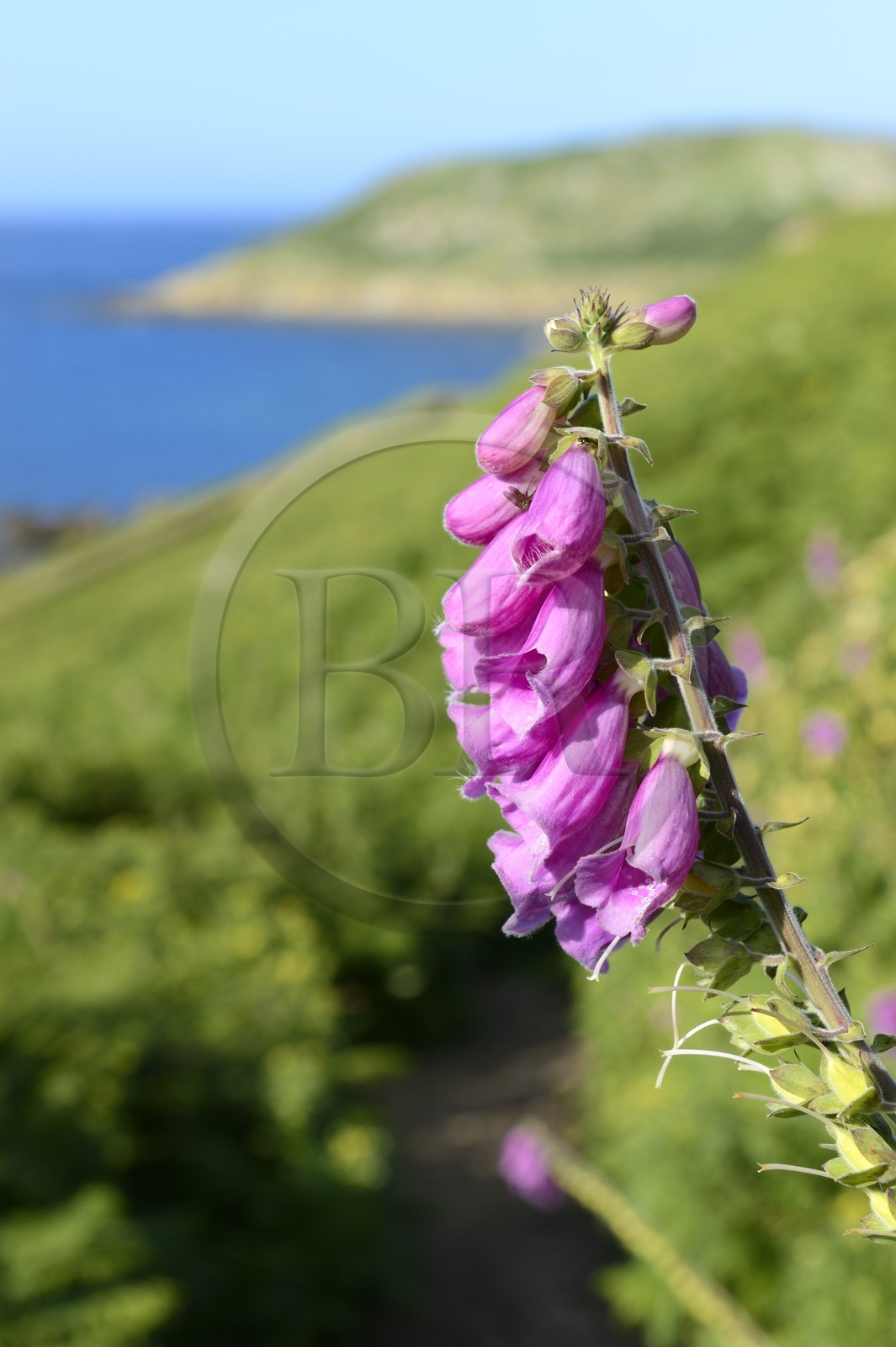 France, Côtes-d'Armor (22), Perros-Guirec, archipel et réserve ornithologique de Sept-Iles, Ile aux Moines, digitales pourpre (Digitalis purpurea)