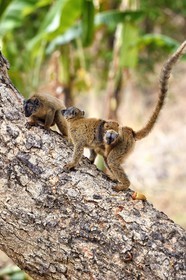 France, Mayotte island (French overseas department), Grande-Terre, Kani-Keli, the Maore Garden at N’Gouja beach, tawny lemur (Eulemur fulvus mayottensis) also called maki