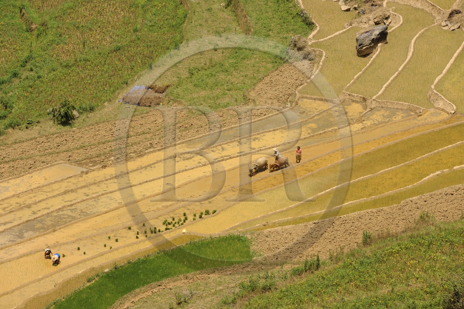 Vietnam, province de Lao Cai, région de Bac Ha, Can Cau, rizières en terrasses