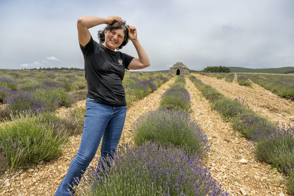 France, Drome, Drome Provencale, Sault district, Ferrassieres, Lavender grower Nathalie Busi in her lavender field (lavandin grosso), dry stone hut called borie in the background