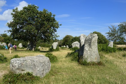 France, Morbihan, Erdeven, row of megalithic standing stones of Kerzerho