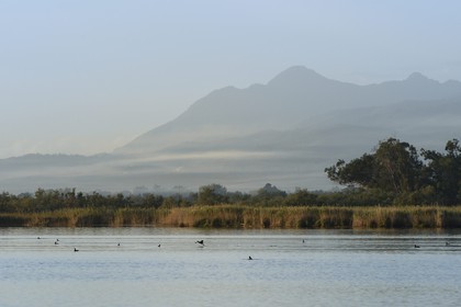 France, Haute Corse, the pond of Biguglia (Stagnu di Chiurlinu), nature reserve of Corsica (RNC), Eurasian coot (Fulica atra)