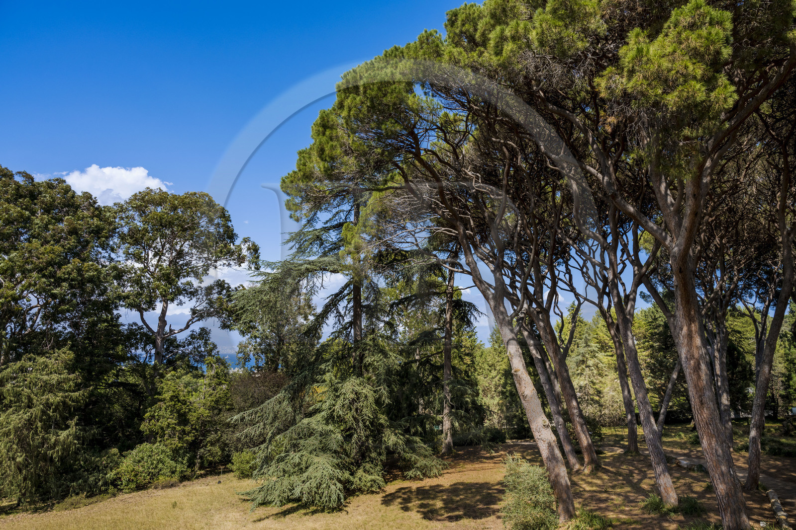 France, Alpes-Maritimes (06), Antibes, Le Jardin Botanique de la Villa Thuret (rattachée à l'INRAE), labellisé Jardin Remarquable et Arbre Remarquable, les pins parasols