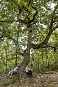 France, Var, Provence Verte (Green Provence), Bras, Academie du Bain de Foret Provencale (Academy of Forest Bathing in Provence), forest of the domaine Le Peyrourier - une campagne en Provence