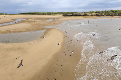 France, Vendée (85), Talmont-Saint-Hilaire, la Pointe du Payré, promeneurs et mouettes sur la plage du Veillon et estuaire de la rivière Payré (vue aérienne)