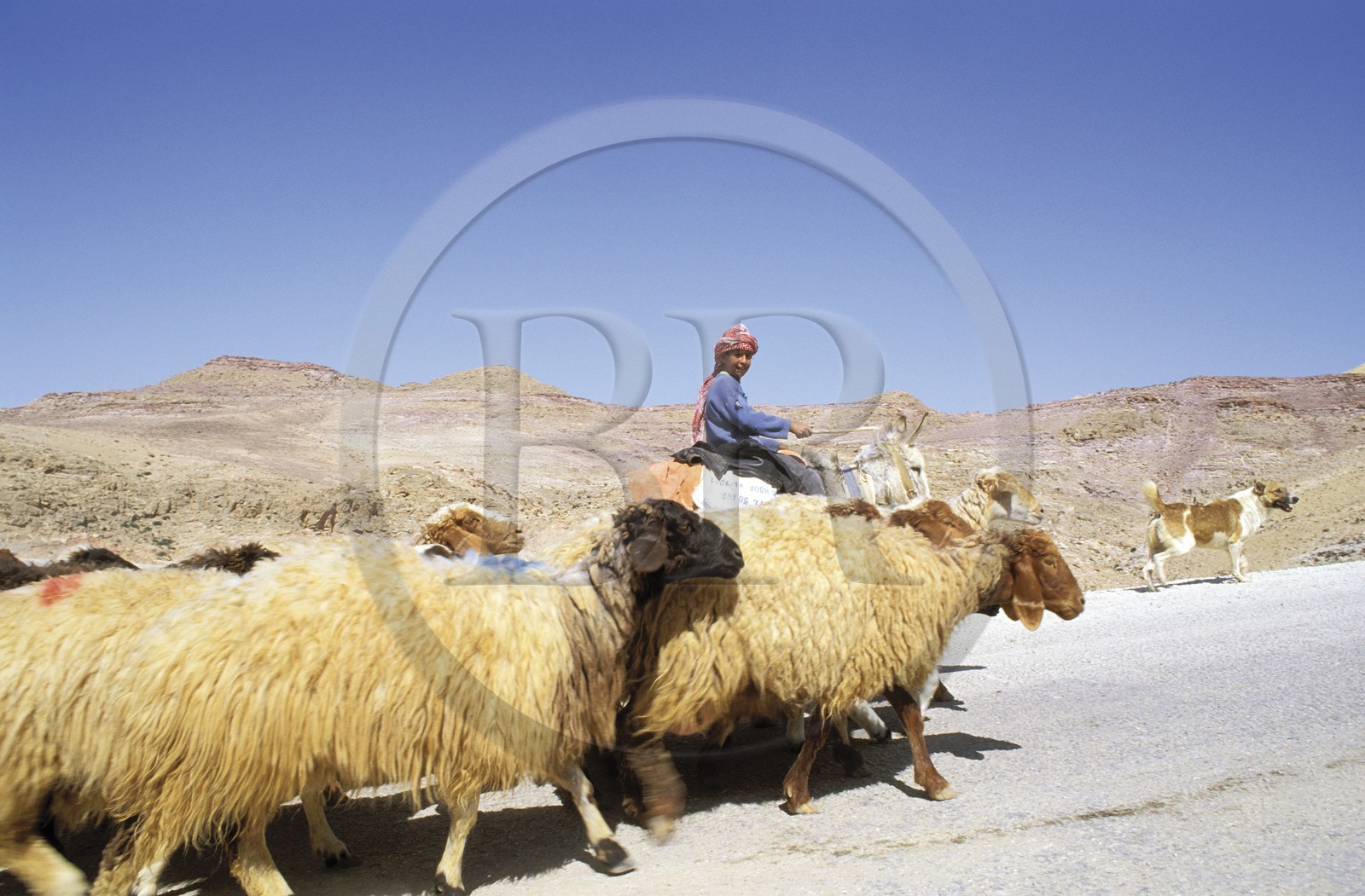 Jordanie, le Mont Nébo, troupeau de mouton progressant sur la route