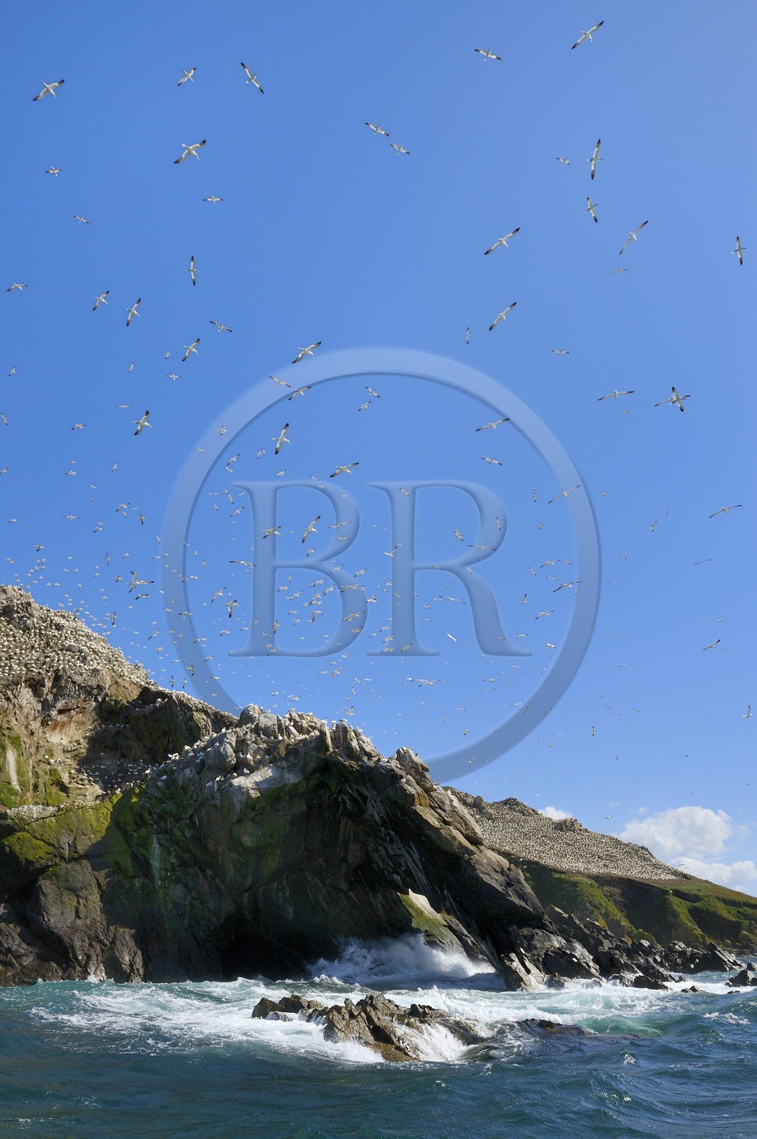 France, Côtes-d'Armor (22), Perros-Guirec, archipel et réserve ornithologique de Sept-Iles, Ile Rouzic, colonie de fous de Bassan (Morus bassanus), unique point de nidification en France pour plus de 20000 couples