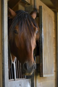 Espagne, Andalousie, province de Séville, Utrera, le haras Ayala (Yeguada Ayala), Pure race espagnole ou PRE (Pura Raza Espanola)