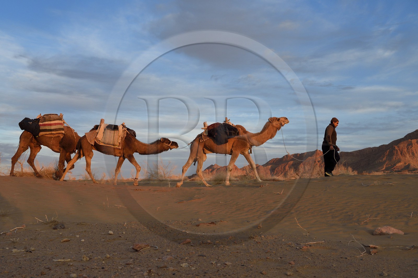Iran, Province d'Ispahan, désert du Dasht-e Kavir, Mesr dans la région de Khur et Biabanak, caravane de dromadaires au coucher de soleil Iran, Province d'Ispahan, désert du Dasht-e Kavir, Mesr dans la région de Khur et Biabanak, caravane de dromadaires au coucher de soleil