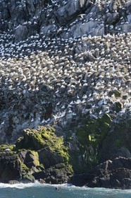 France, Cotes-d'Armor, Perros-Guirec, Sept-Iles Archipelago and bird sanctuary, Rouzic island, northern gannets colony (Morus bassanus), single point of nesting in France for more than 20,000 couples