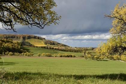 France, Meuse, Lorraine Regional Park, Cotes de Meuse, Hattonchatel, cherry-plum trees