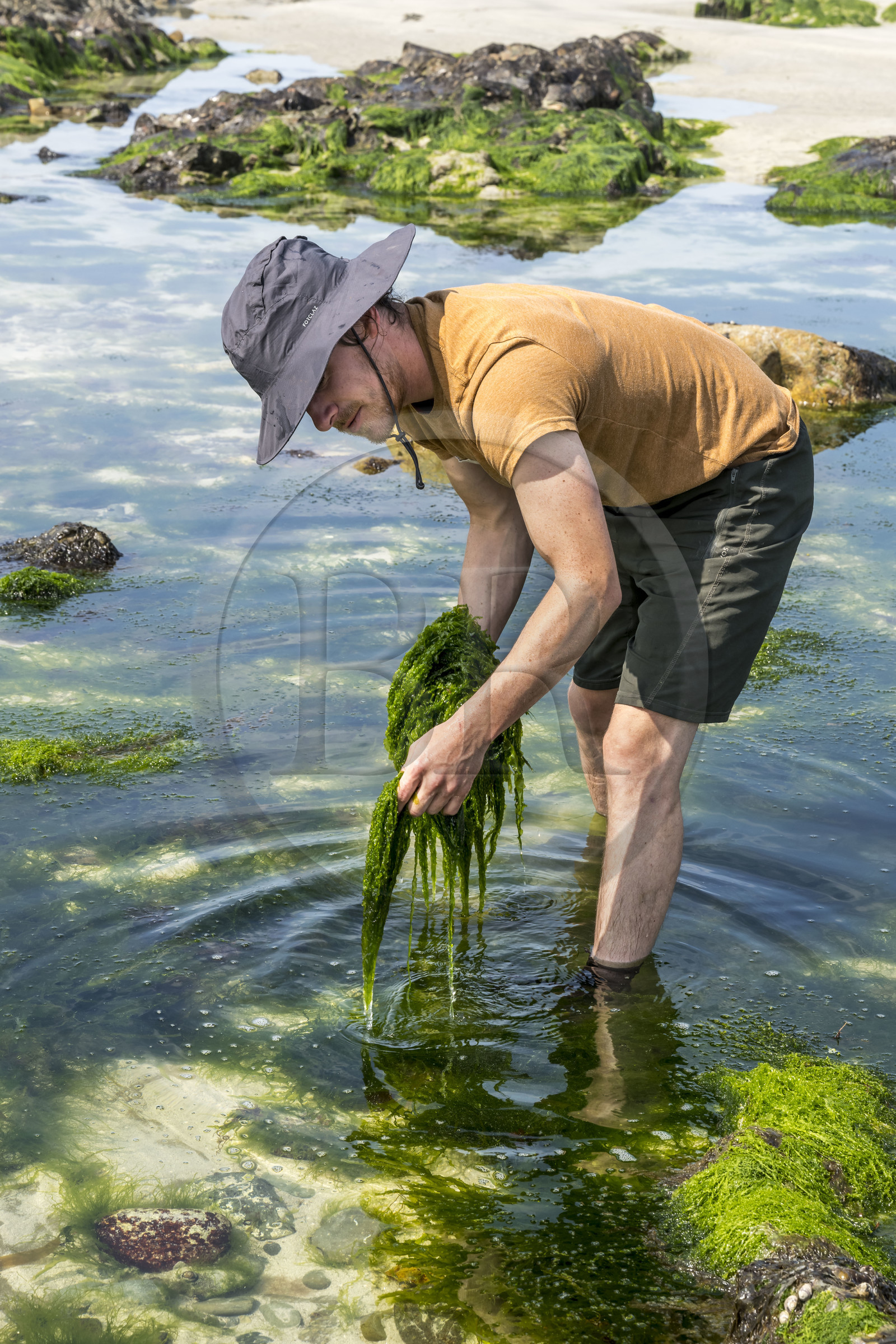 France, Finistère (29), Pays Bigouden, Baie d'Audierne, Plozévet, Lenny Gouedic co créateur de Begood Alg, récolte à pied d'algues sauvages alimentaires (Ao Nori) sur la plage à marée basse