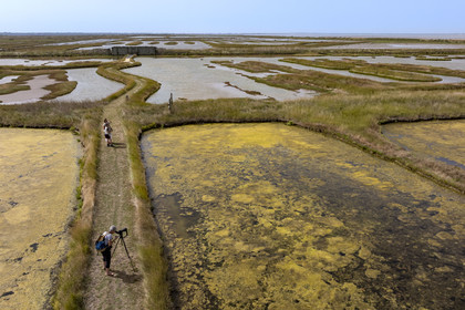 France, Charente Maritime, Saintonge, Saint-Froult, Moeze-Oléron nature reserve in the Brouage marsh area, ornithological observation and visit to the reserve on the trails in the former salt marshes