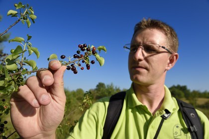 France, Dordogne, Regional Natural Park Périgord Limousin, Perigord Vert, La Rochebeaucourt-et-Argentine village area, Argentine plateau, Cedric Devilleger observing a St Lucie cherry (Prunus mahaleb)