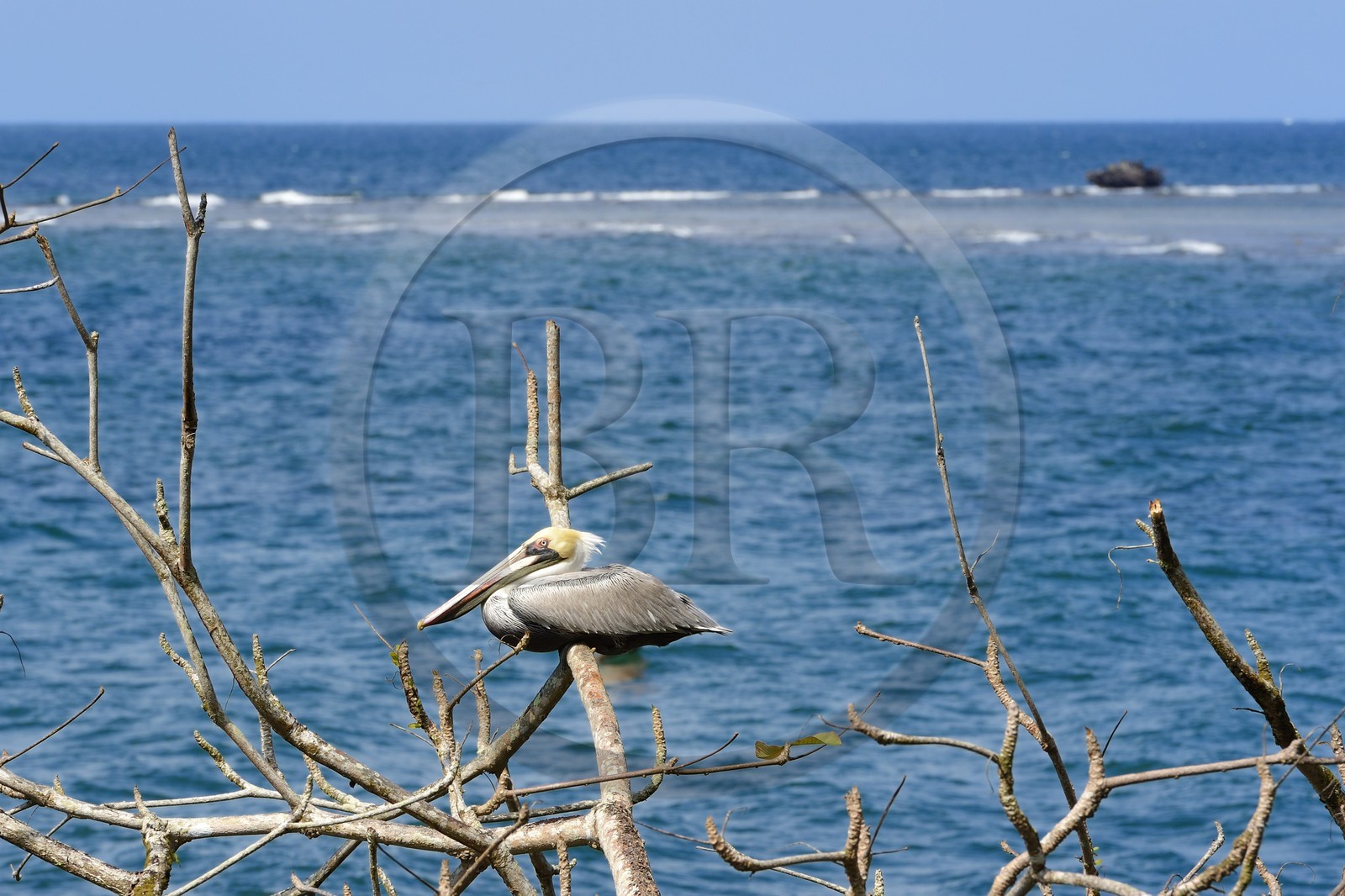 Panama, province de Colon, Portobelo, pélican
