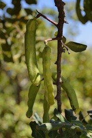 Grèce, Crète, région d'Agios Nikolaos, Elounda, caroube du caroubier (Ceratonia siliqua)
