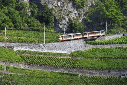 Suisse, Canton de Vaud, Aigle, train régional progressant à flanc de colline et entouré par le vignoble