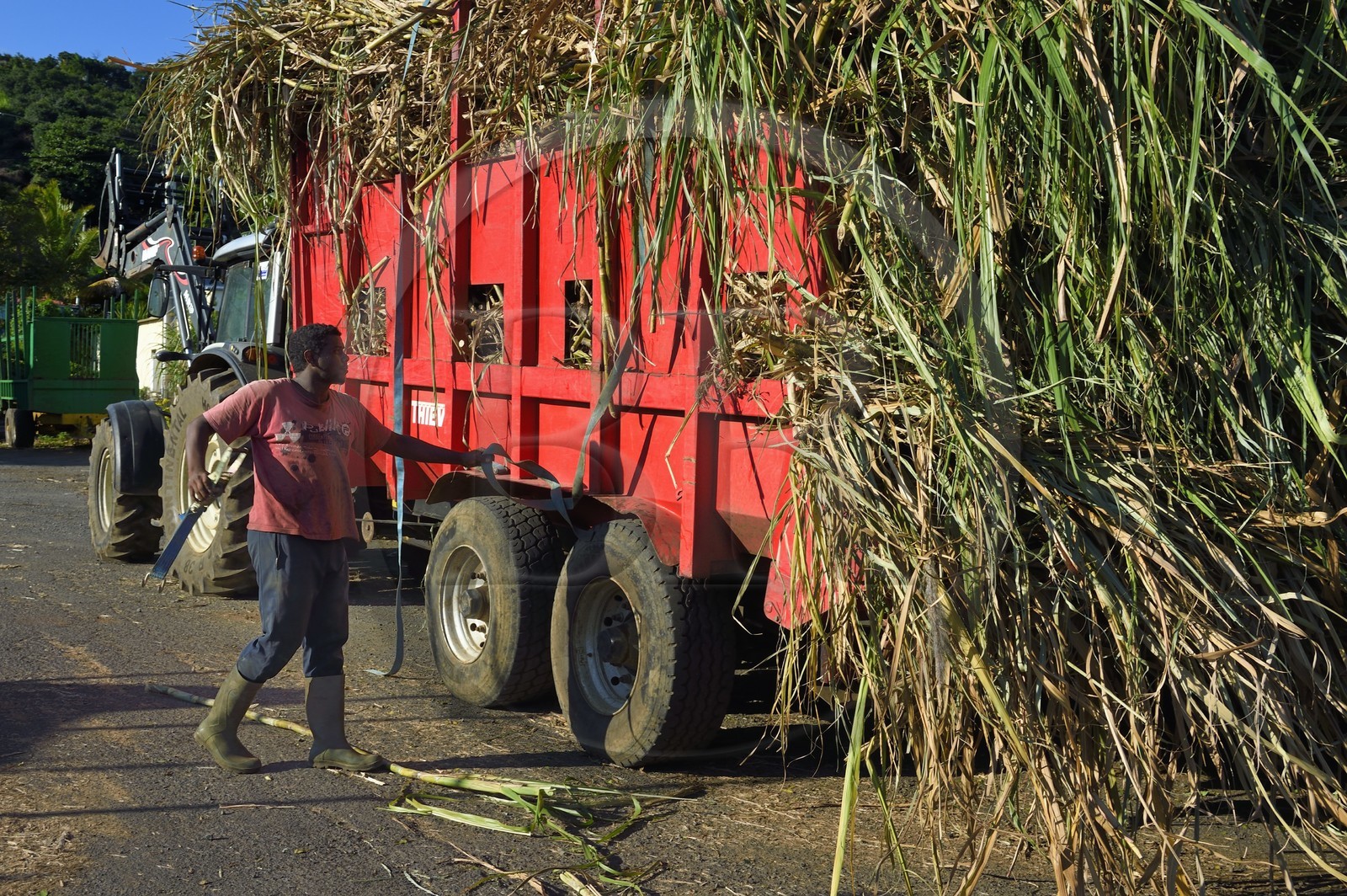 France, Ile de la Reunion, Saint-Pierre, Grands Bois, un des 11 centres de réception et de collecte de la canne à sucre aussi appelés Balance, les tracteurs amènent depuis les champs la canne dans des remorques