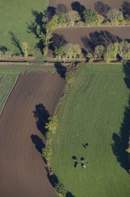 France, Calvados, Condé-sur-Noireau, fields and cows (aerial view)