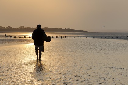 France, Manche, Bay of Mont Saint Michel, listed as World Heritage by UNESCO, Beach fisherman Guy Jugan lifting his nets full of Crangon crangon (grey shrimp) shrimps at dawn