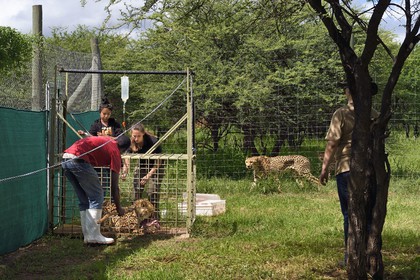 Namibie, Otjiwarongo, Cheetah Conservation Fund, centre de recherche et d'éducation, administration de fluides sous-cutanés 3 fois par semaine au guépard (Acinonyx jubatus) appelé Mendel et souffrant d'insuffisance rénale chronique