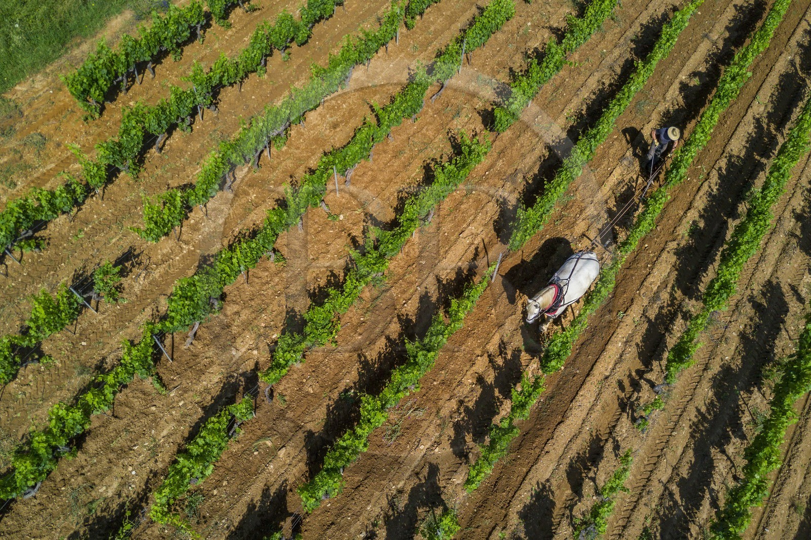 France, Var (83), Presqu'Ile de Saint-Tropez, Gassin, domaine de la Rouillère, Jean-Louis et Christine Calla décavaillonnent une parcelle de vigne avec leur jument percheronne et une charrue