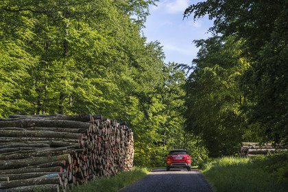 France, Bas Rhin, Parc regional des Vosges du nord (Northern Vosges Regional Natural Park), Eschbourg, the forest road that joins La Petite Pierre through the forest