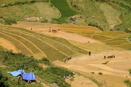 Vietnam, province de Lao Cai, région de Bac Ha, Can Cau, rizières en terrasses