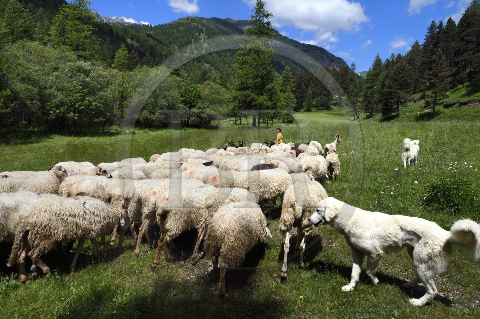 France, Alpes-Maritimes (06), vallée de la Roya (arrière-pays niçois), au pied du parc national du Mercantour, Tende, vallée de la Casterine vers Casterino, la jeune éleveuse de brebis brigasques Céline Giordano et son troupeau