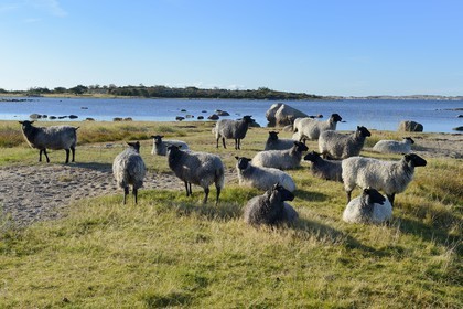 Sweden, Västra Götaland, Koster Islands, Sydkoster, sheeps by the sea