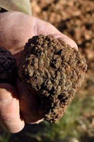 France, Var (83), Bauduen, Domaine du Hameau des Clos du trufficulteur Marcel Demaria, truffe blanche d’été (Tuber aestivum) dite encore truffe de la Saint-Jean