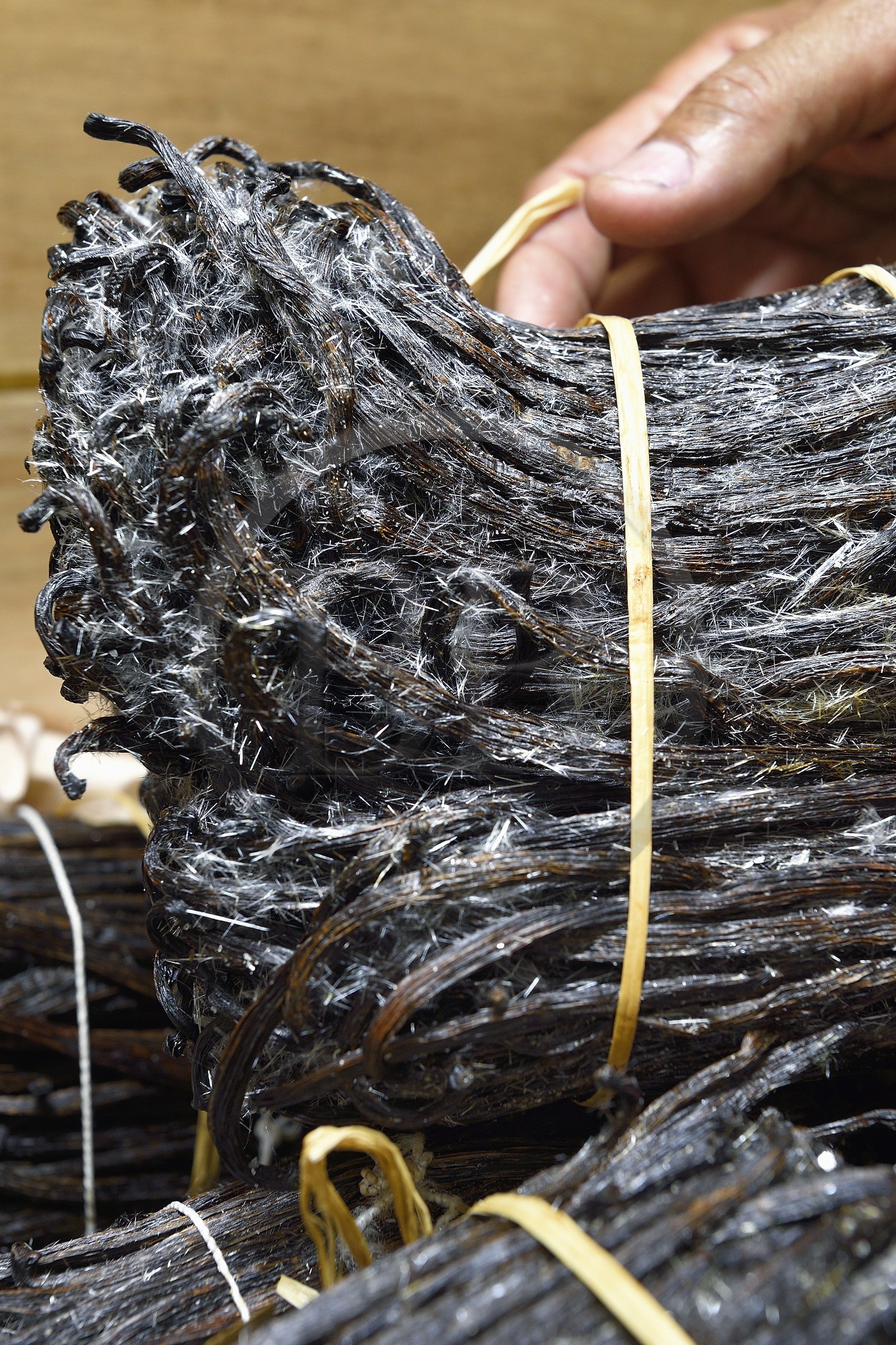 France, Ile de la Reunion, Saint-Louis, Domaine de Bellevue, producteur de vanille biologique cultivée sous des panneaux photovoltaïques, gousses de vanille Planifolia cristallisée avec 24 mois d'affinage minimum France, Ile de la Reunion, Saint-Louis, Domaine de Bellevue, producteur de vanille biologique cultivée sous des panneaux photovoltaïques, gousses de vanille Planifolia cristallisée avec 24 mois d'affinage minimum