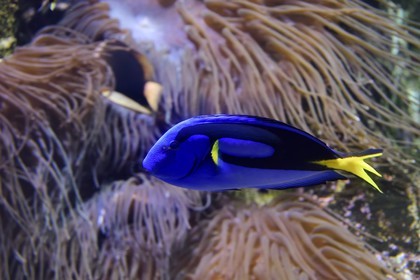 France, Charente-Maritime, La Rochelle, Aquarium La Rochelle, Compulsory Mention, Indo-Pacific zone, blue surgeonfish (Paracanthurus hepatus), Finding Dory hero
