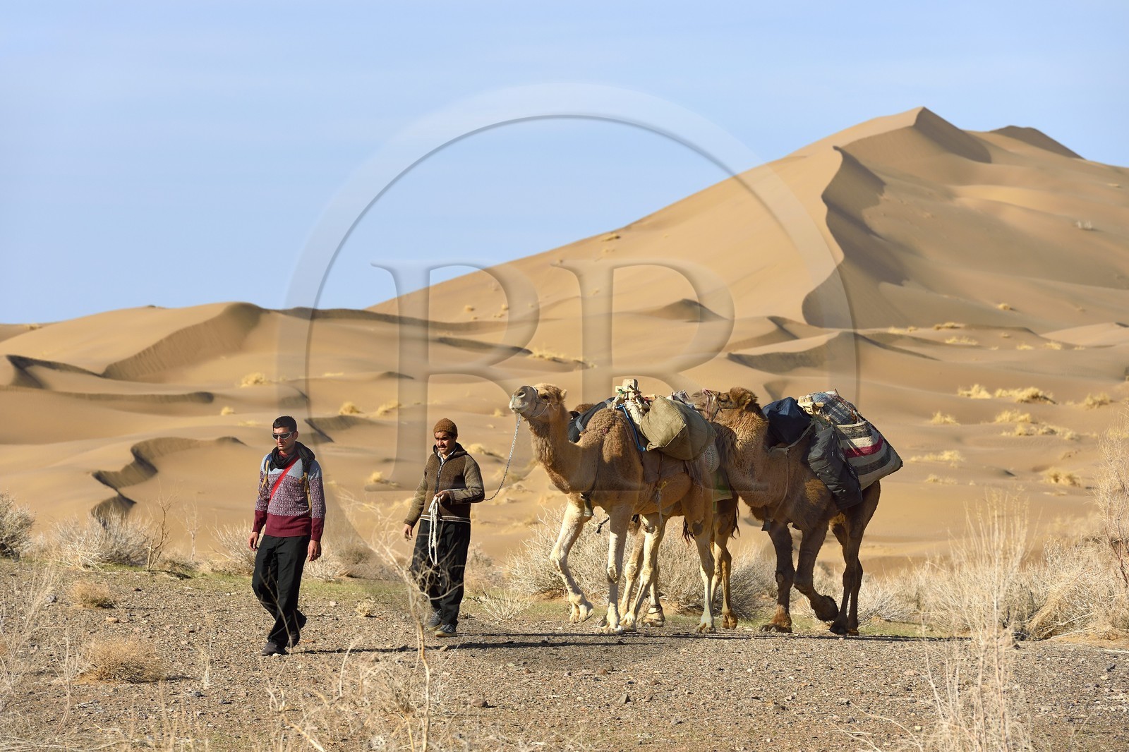 Iran, Province d'Ispahan, désert du Dasht-e Kavir, Mesr dans la région de Khur et Biabanak, caravane de dromadaires passant au pied des dunes de sable Iran, Province d'Ispahan, désert du Dasht-e Kavir, Mesr dans la région de Khur et Biabanak, caravane de dromadaires passant au pied des dunes de sable