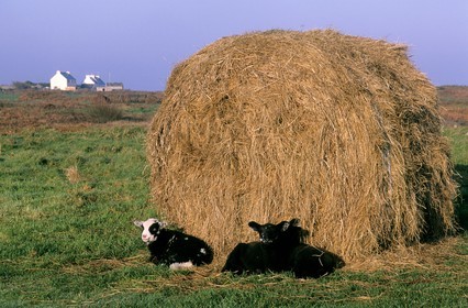 France, Finistère (29), île d'Ouessant, jeunes moutons à Keranchas