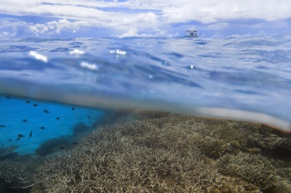 France, Mayotte island (French overseas department), Grande-Terre, coral reef in the lagoon facing Saziley Point on the East coast