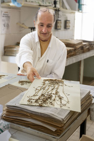 France, Alpes-Maritimes, Antibes, The Botanical Garden of Villa Thuret (attached to INRAE), labeled Jardin Remarquable (Outstanding Garden) and Remarkable Tree, one of the research laboratories in the villa, Bernard Elsair works on the Thuret herbarium