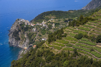 Italy, Liguria, Cinque Terre National Park listed as World Heritage by UNESCO, hike on the GR 586 path passing through the terraced vineyard between Corniglia and Volastra above Manarola, the village of Corniglia in the background