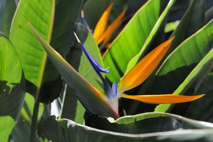 France, Reunion island (French overseas department),