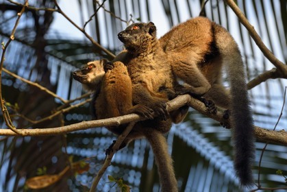 France, Mayotte island (French overseas department), Grande-Terre, Kani-Keli, the Maore Garden at N’Gouja beach, tawny lemur (Eulemur fulvus mayottensis) also called maki