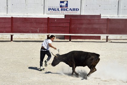 France, Bouches-du-Rhône (13), Parc naturel régional de Camargue, étang de Vaccares, démonstration de course camarguaise aux arènes du domaine de Méjanes